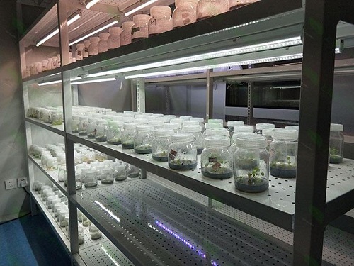 仁化植物组织培养实验室设计建设方案